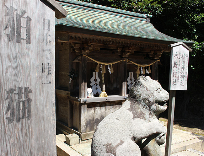 日本で唯一！丹後のこま猫