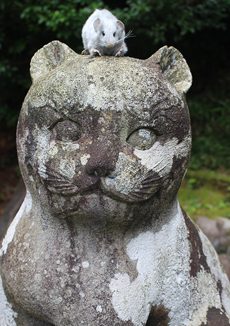 日本で唯一！丹後のこま猫